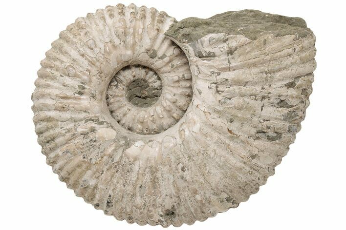 Bumpy Ammonite (Douvilleiceras) Fossil - Huge Example! #200348